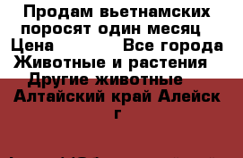 Продам вьетнамских поросят,один месяц › Цена ­ 3 000 - Все города Животные и растения » Другие животные   . Алтайский край,Алейск г.